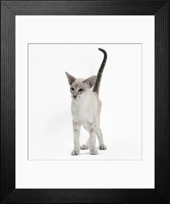Framed Print : Picture No. 10984173 Framed Print : Picture No. 10984173