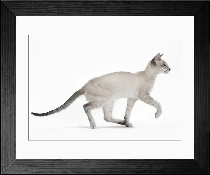 Framed Print : Picture No. 10984171 Framed Print : Picture No. 10984171