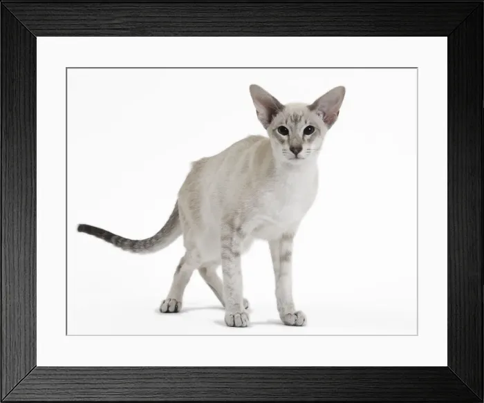 Framed Print : Picture No. 10984175