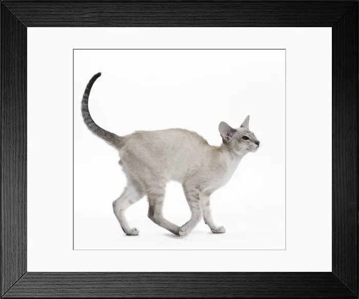 Framed Print : Picture No. 10984174 Framed Print : Picture No. 10984174