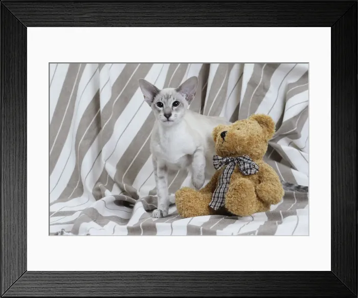 Framed Print : Picture No. 10984166 Framed Print : Picture No. 10984166