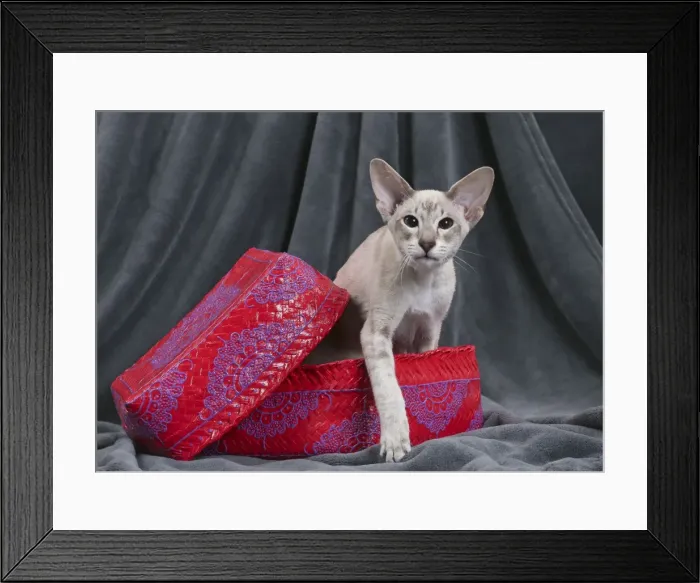 Framed Print : Picture No. 10984178 Framed Print : Picture No. 10984178