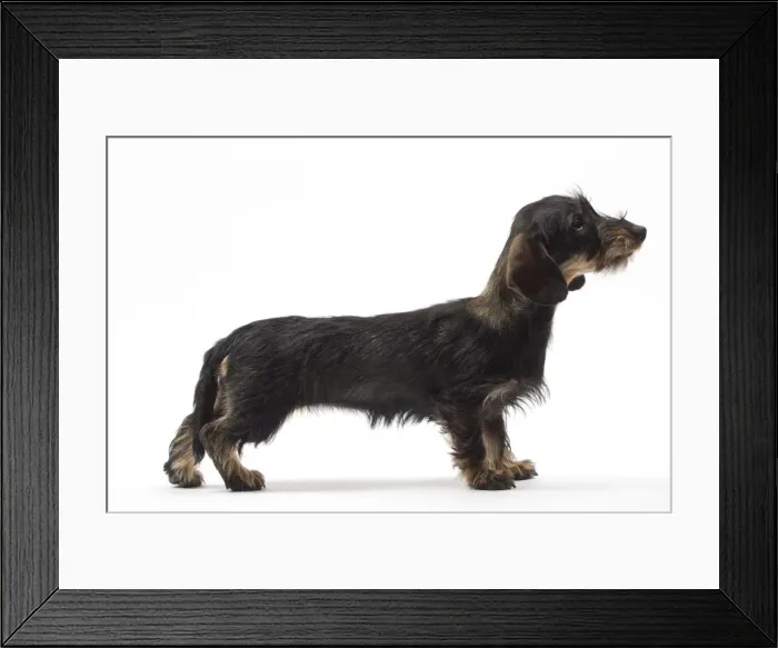 Framed Print : Picture No. 10984181