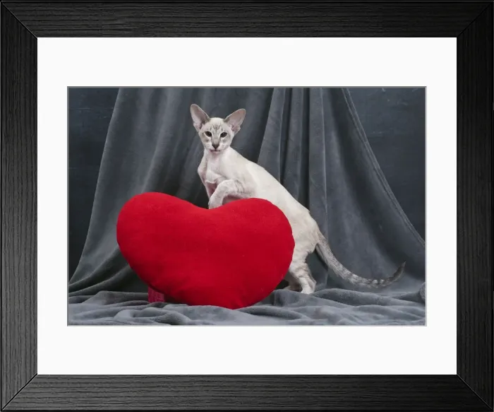 Framed Print : Picture No. 10984179 Framed Print : Picture No. 10984179