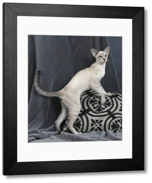 Framed Print : Picture No. 10984176 Framed Print : Picture No. 10984176