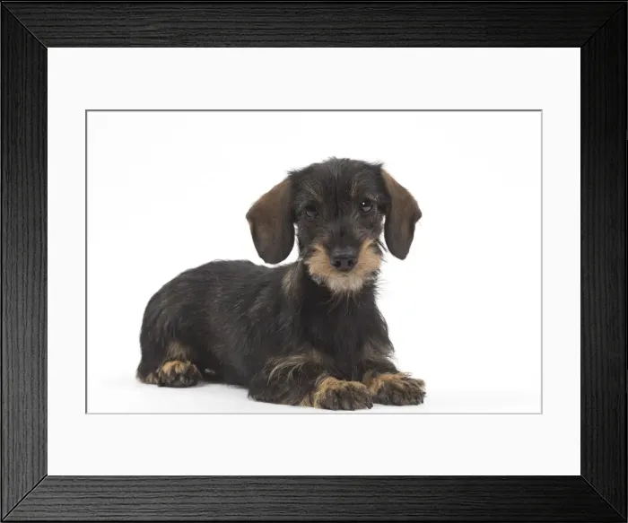 Framed Print : Picture No. 10984182 Framed Print : Picture No. 10984182