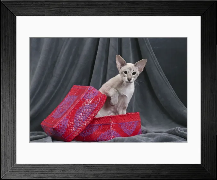 Framed Print : Picture No. 10984177 Framed Print : Picture No. 10984177