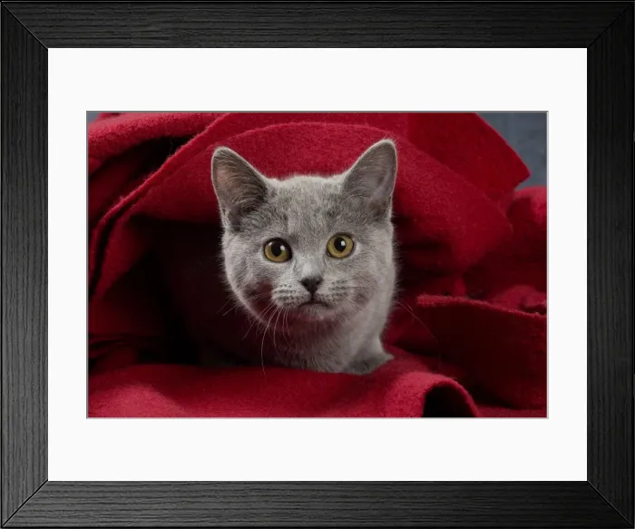 Framed Print : Picture No. 10984188 Framed Print : Picture No. 10984188