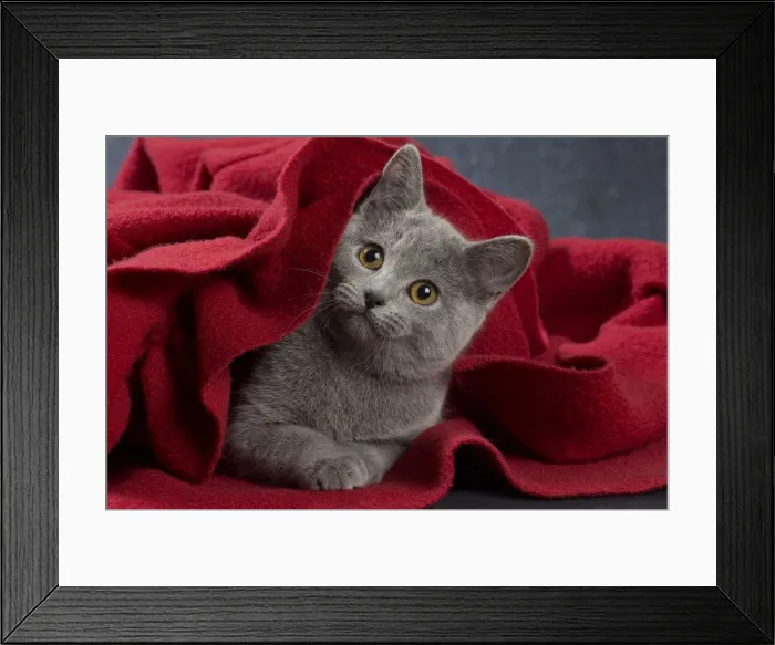 Framed Print : Picture No. 10984191 Framed Print : Picture No. 10984191