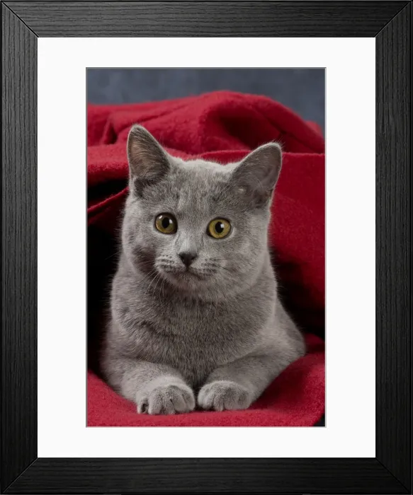 Framed Print : Picture No. 10984189 Framed Print : Picture No. 10984189