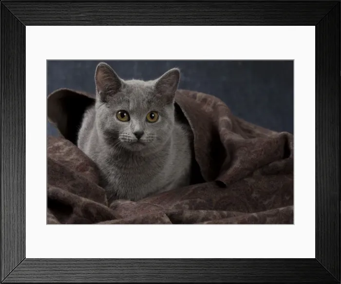 Framed Print : Picture No. 10984193 Framed Print : Picture No. 10984193