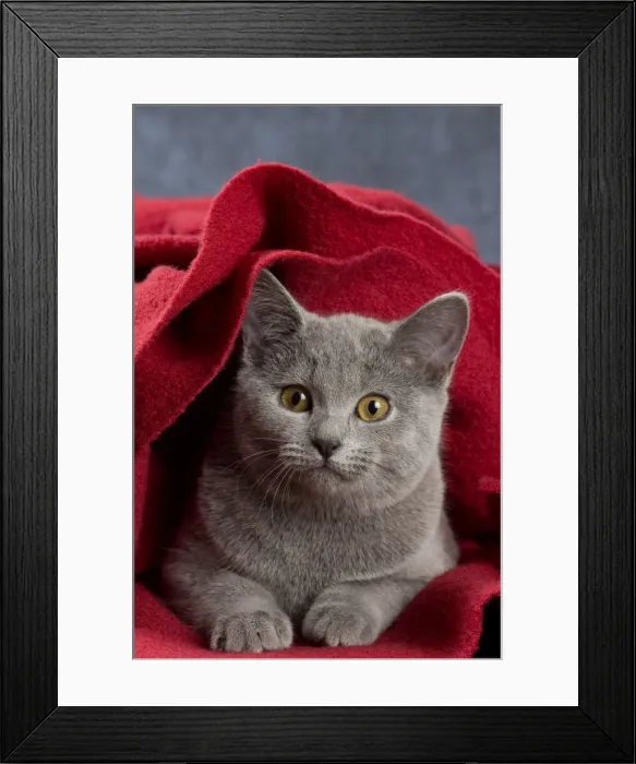 Framed Print : Picture No. 10984190 Framed Print : Picture No. 10984190