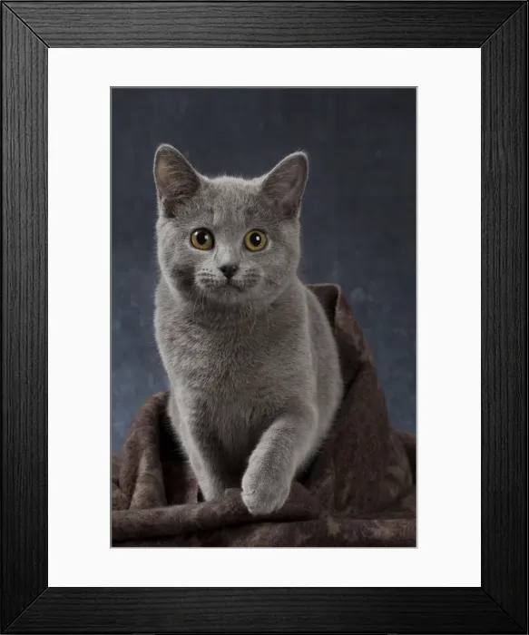 Framed Print : Picture No. 10984192 Framed Print : Picture No. 10984192