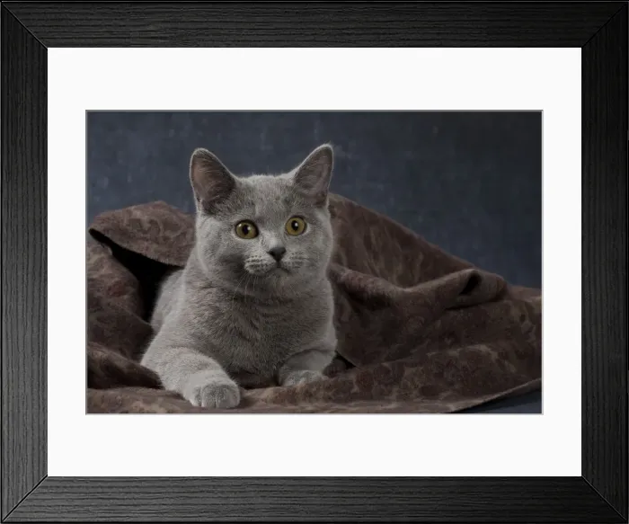 Framed Print : Picture No. 10984194 Framed Print : Picture No. 10984194