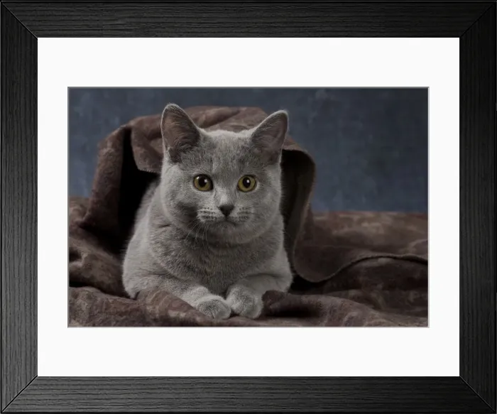 Framed Print : Picture No. 10984195 Framed Print : Picture No. 10984195