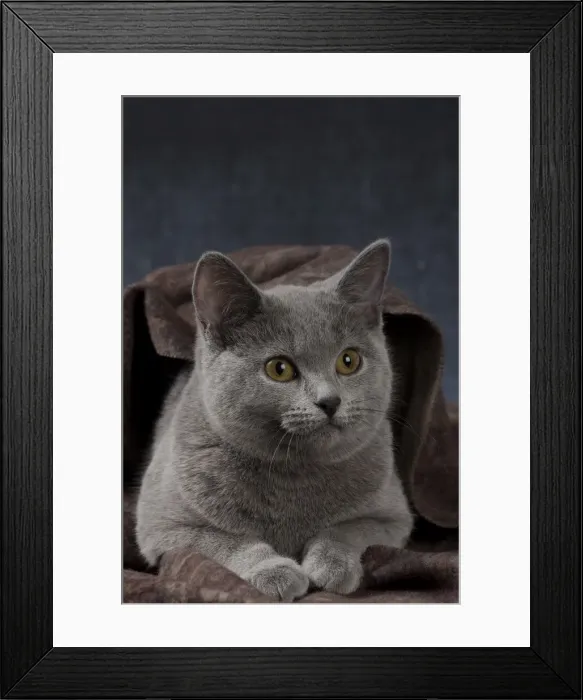 Framed Print : Picture No. 10984196 Framed Print : Picture No. 10984196