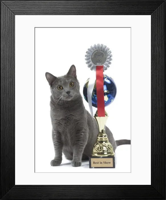 Framed Print : Picture No. 10984203 Framed Print : Picture No. 10984203