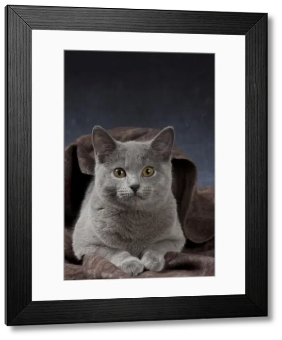 Framed Print : Picture No. 10984197 Framed Print : Picture No. 10984197