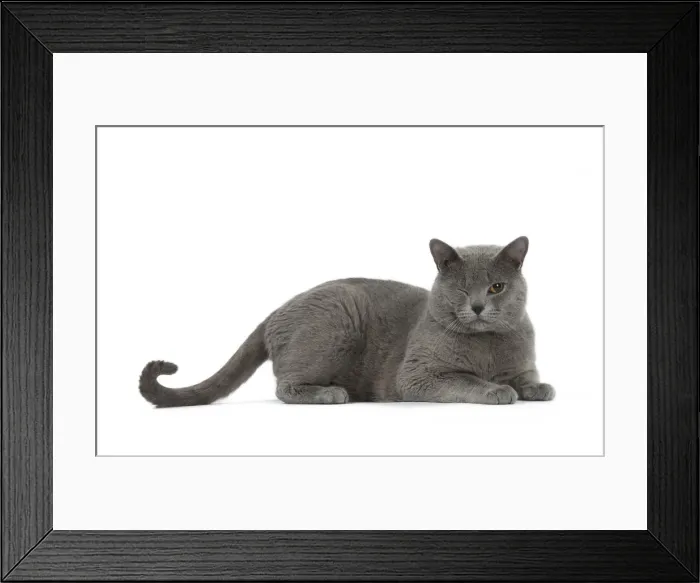 Framed Print : Picture No. 10984201 Framed Print : Picture No. 10984201