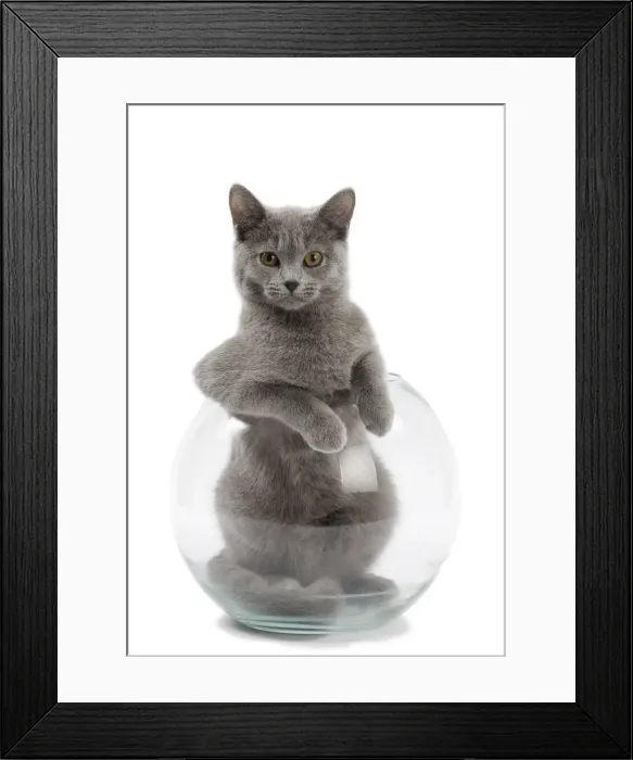 Framed Print : Picture No. 10984205 Framed Print : Picture No. 10984205