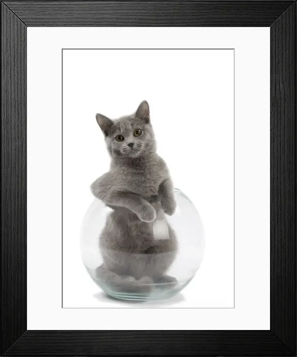 Framed Print : Picture No. 10984204