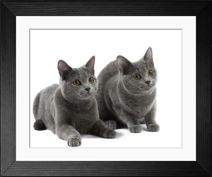Framed Print : Picture No. 10984206 Framed Print : Picture No. 10984206