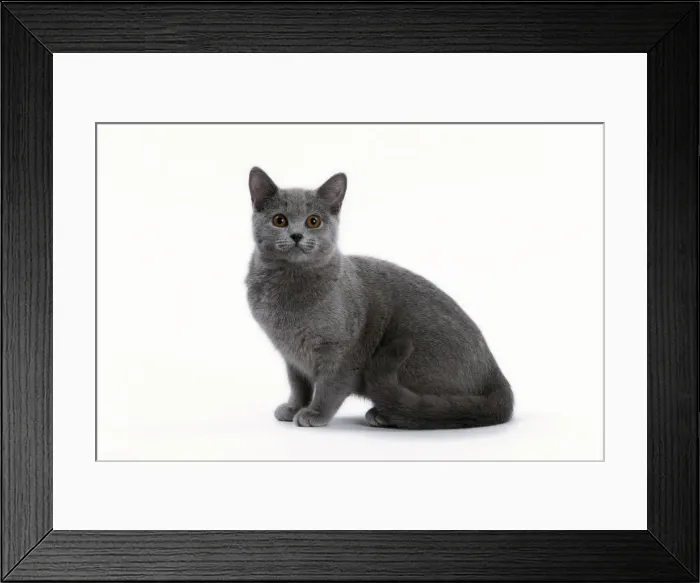 Framed Print : Picture No. 10984207
