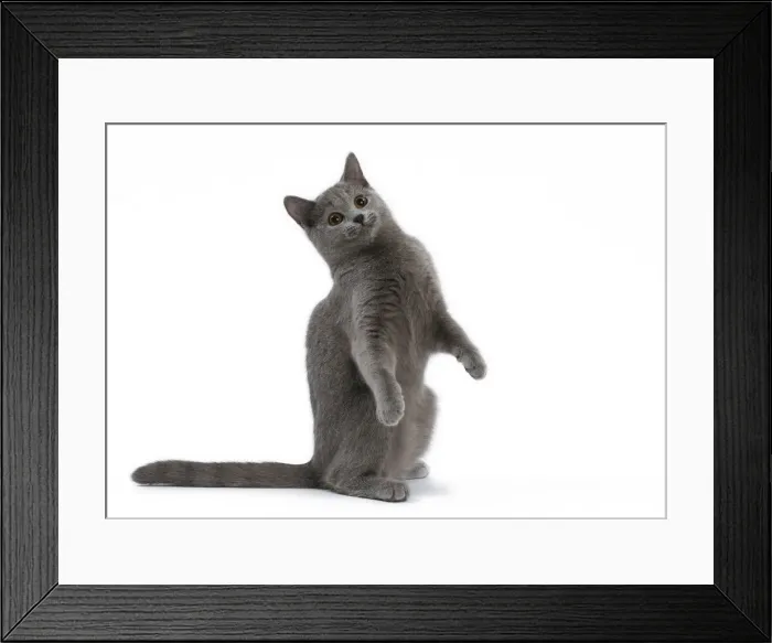 Framed Print : Picture No. 10984215 Framed Print : Picture No. 10984215