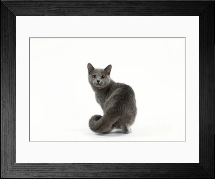 Framed Print : Picture No. 10984212 Framed Print : Picture No. 10984212