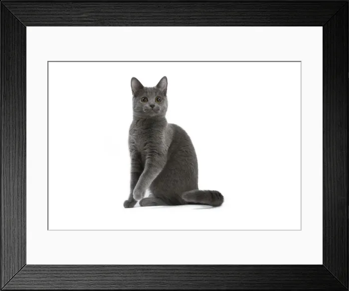 Framed Print : Picture No. 10984216 Framed Print : Picture No. 10984216