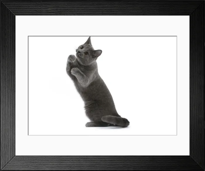 Framed Print : Picture No. 10984217 Framed Print : Picture No. 10984217