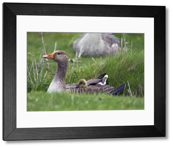 Framed Print : Picture No. 10984365 Framed Print : Picture No. 10984365