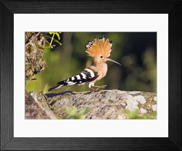 Framed Print : Picture No. 10984366 Framed Print : Picture No. 10984366