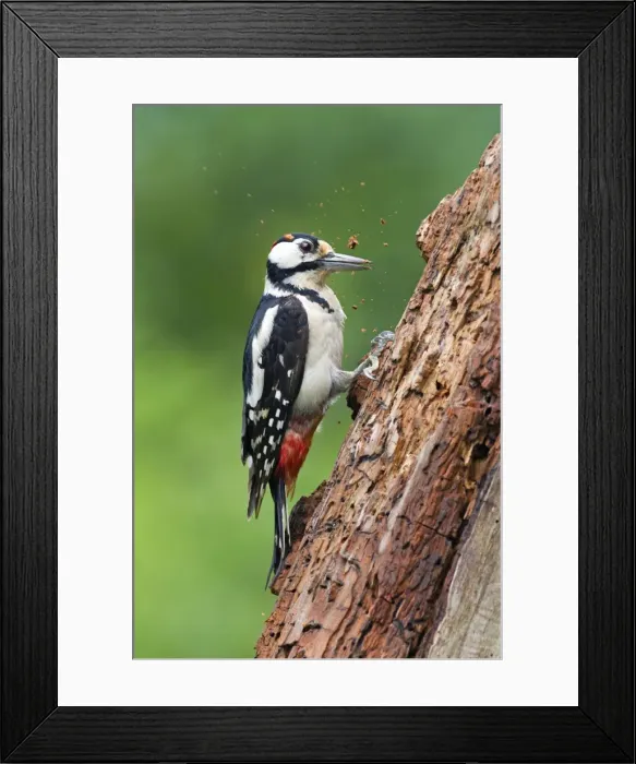 Framed Print : Picture No. 10984363 Framed Print : Picture No. 10984363