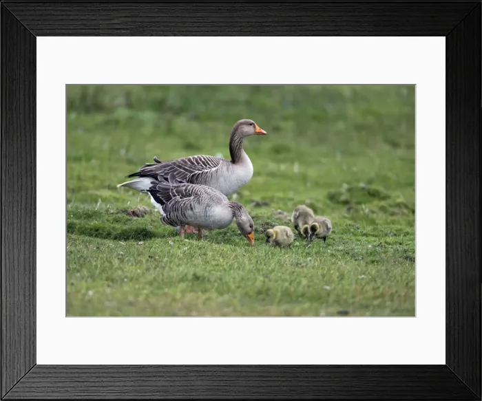 Framed Print : Picture No. 10984364 Framed Print : Picture No. 10984364