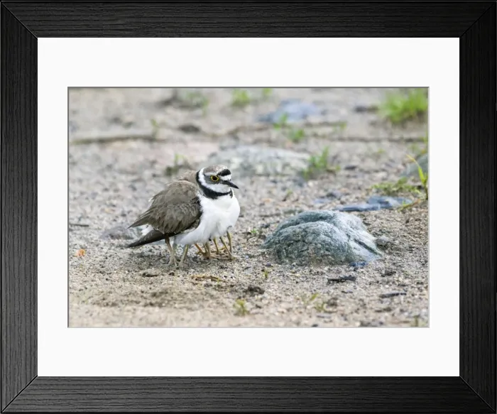 Framed Print : Picture No. 10984372 Framed Print : Picture No. 10984372