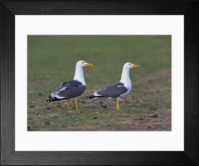 Framed Print : Picture No. 10984370 Framed Print : Picture No. 10984370