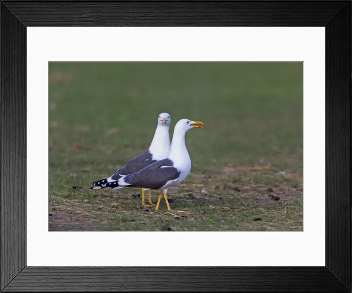 Framed Print : Picture No. 10984369 Framed Print : Picture No. 10984369
