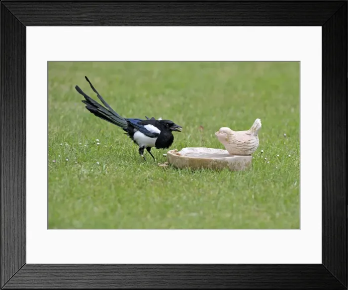 Framed Print : Picture No. 10984376 Framed Print : Picture No. 10984376