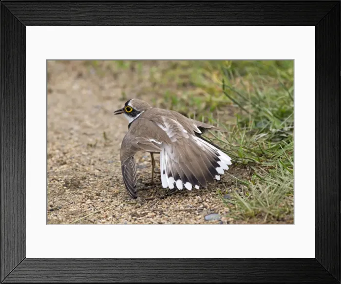 Framed Print : Picture No. 10984374 Framed Print : Picture No. 10984374