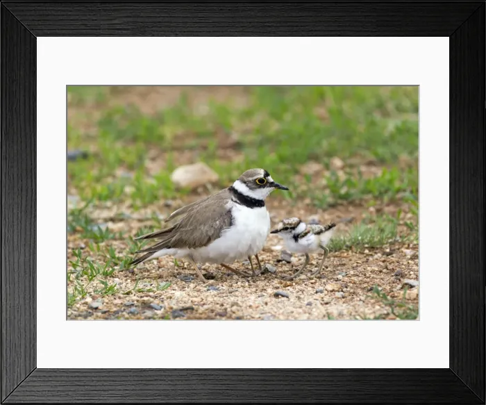 Framed Print : Picture No. 10984375 Framed Print : Picture No. 10984375