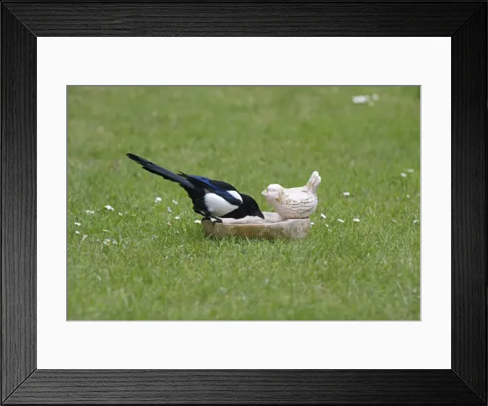 Framed Print : Picture No. 10984377 Framed Print : Picture No. 10984377