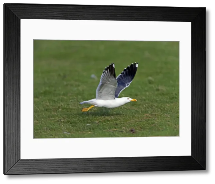 Framed Print : Picture No. 10984371 Framed Print : Picture No. 10984371