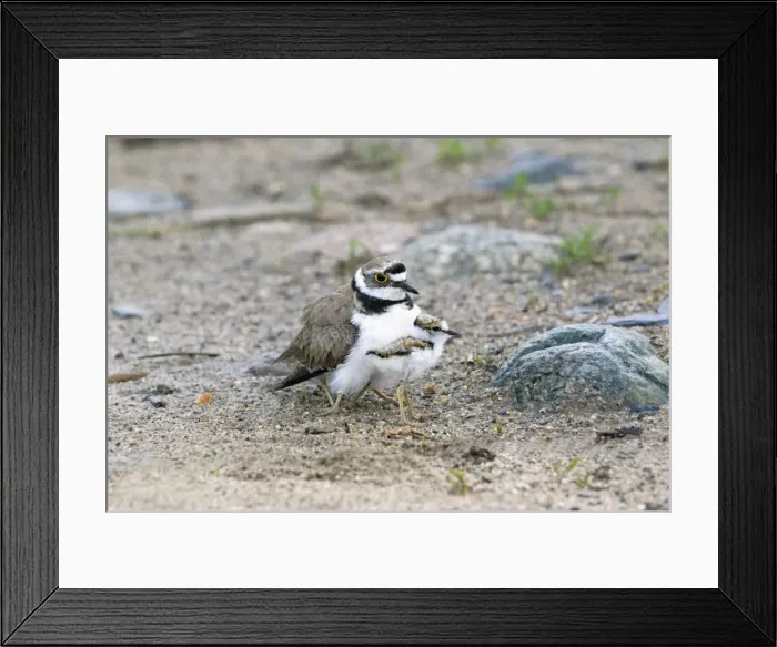 Framed Print : Picture No. 10984373 Framed Print : Picture No. 10984373