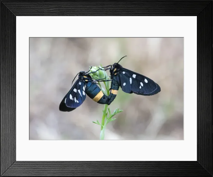 Framed Print : Picture No. 10984379 Framed Print : Picture No. 10984379