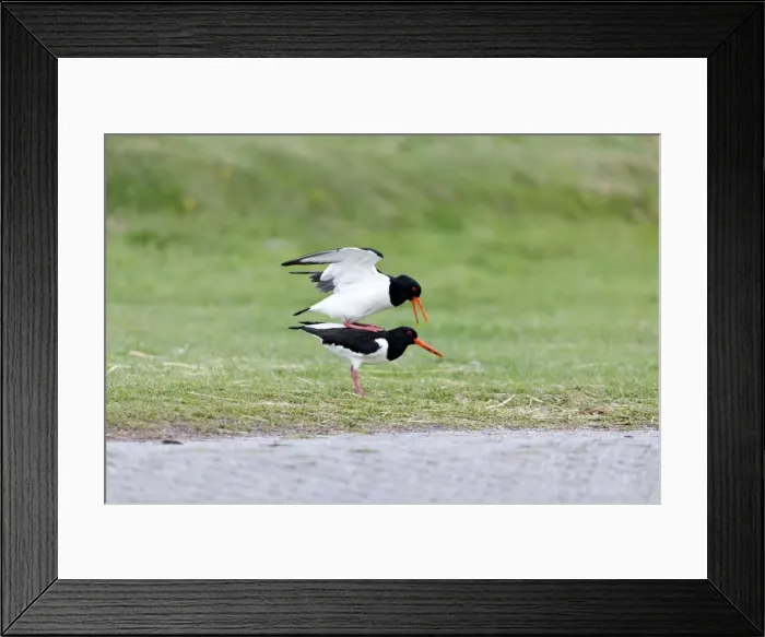 Framed Print : Picture No. 10984383 Framed Print : Picture No. 10984383