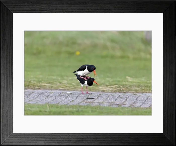 Framed Print : Picture No. 10984382 Framed Print : Picture No. 10984382