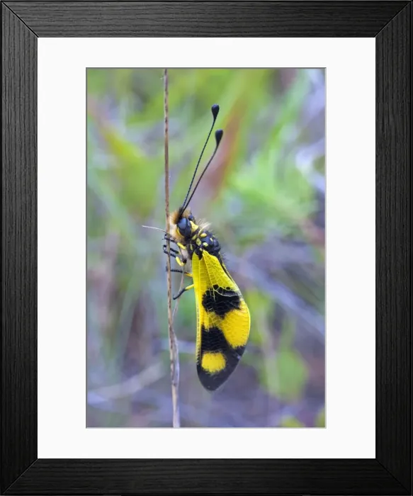 Framed Print : Picture No. 10984380 Framed Print : Picture No. 10984380