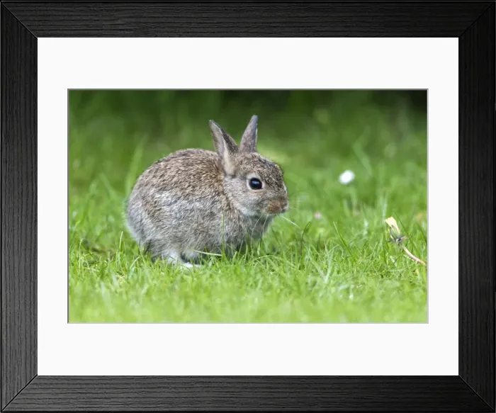 Framed Print : Picture No. 10984385 Framed Print : Picture No. 10984385