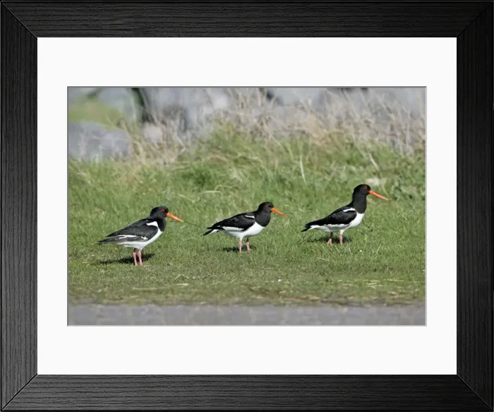 Framed Print : Picture No. 10984381 Framed Print : Picture No. 10984381